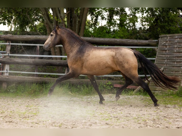 PRE Hengst 3 Jahre 154 cm Falbe in Kampenhout