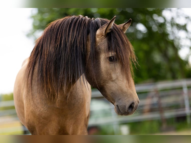 PRE Hengst 3 Jahre 154 cm Falbe in Kampenhout