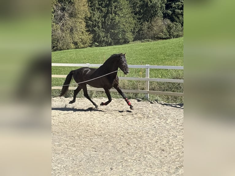 PRE Mix Hengst 3 Jahre 154 cm Rappe in Niederstaufen