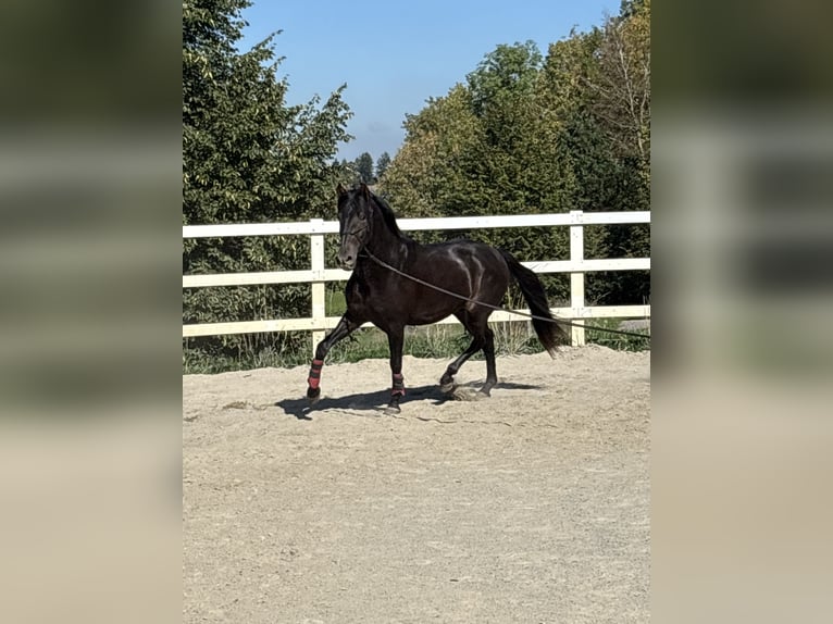 PRE Mix Hengst 3 Jahre 154 cm Rappe in Niederstaufen