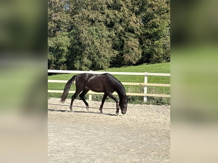 PRE Mix Hengst 3 Jahre 154 cm Rappe in Niederstaufen
