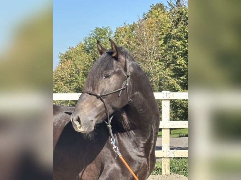 PRE Mix Hengst 3 Jahre 154 cm Rappe in Niederstaufen