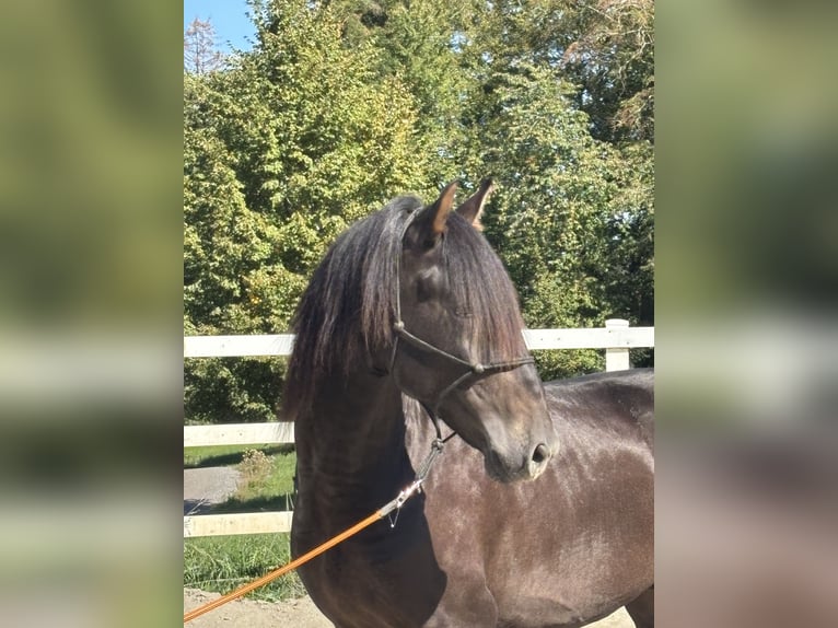 PRE Mix Hengst 3 Jahre 154 cm Rappe in Niederstaufen