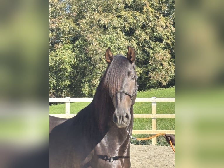 PRE Mix Hengst 3 Jahre 154 cm Rappe in Niederstaufen