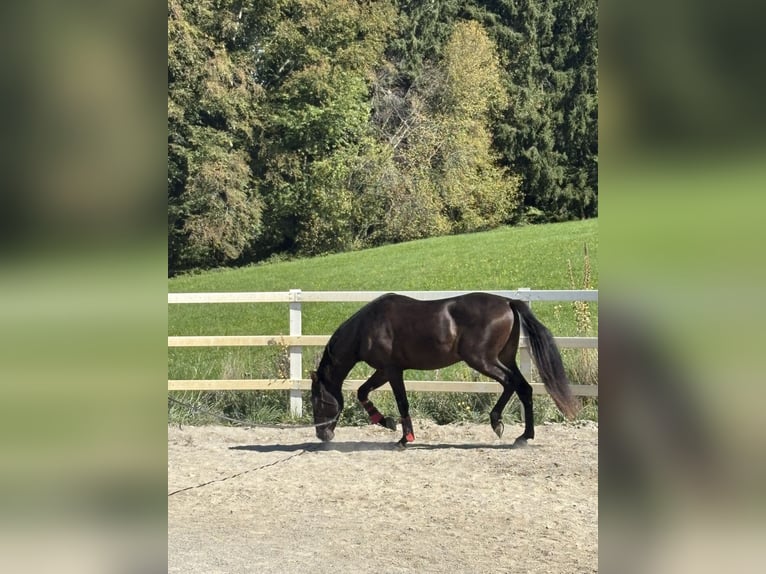 PRE Mix Hengst 3 Jahre 154 cm Rappe in Niederstaufen