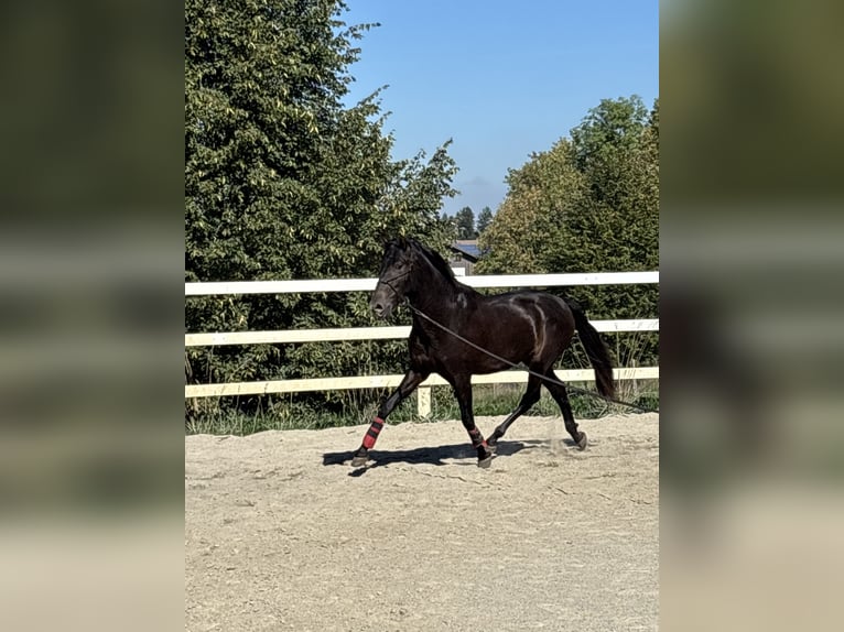 PRE Mix Hengst 3 Jahre 154 cm Rappe in Niederstaufen