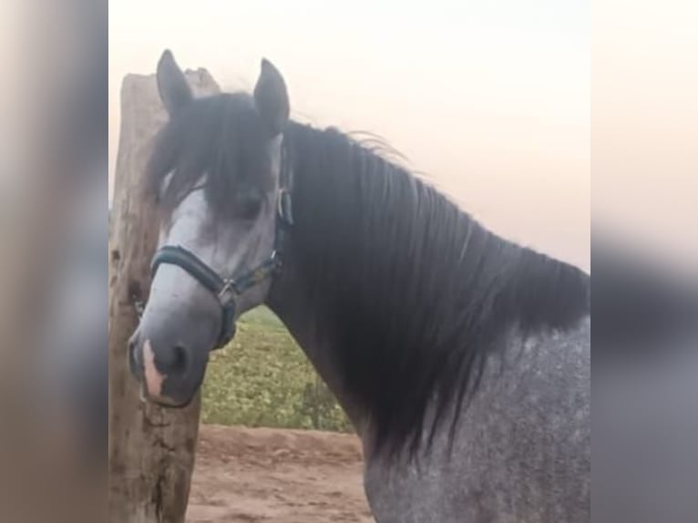 PRE Hengst 3 Jahre 155 cm Apfelschimmel in Chiclana de la Frontera