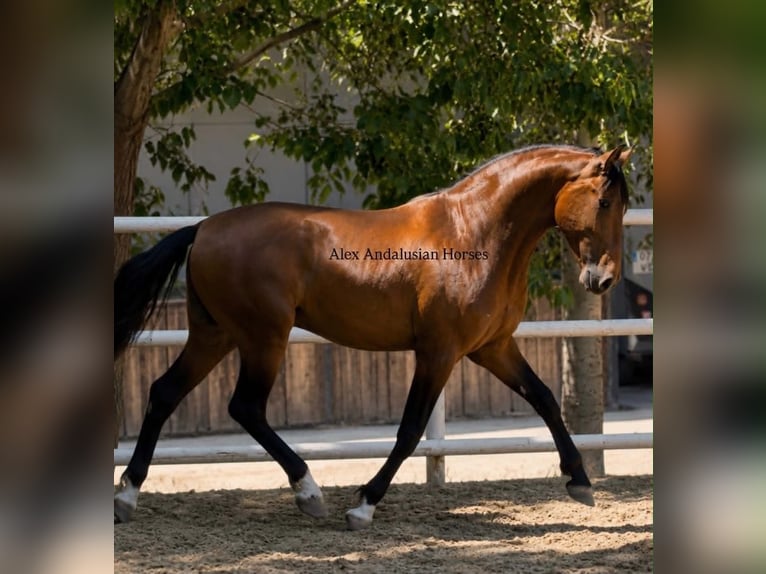 PRE Mix Hengst 3 Jahre 155 cm Brauner in Sevilla
