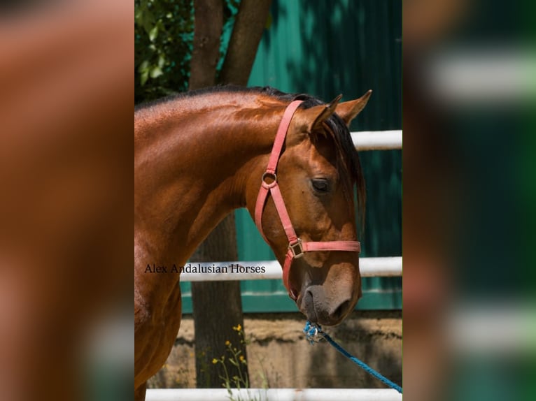 PRE Mix Hengst 3 Jahre 155 cm Brauner in Sevilla