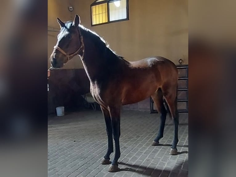 PRE Hengst 3 Jahre 155 cm Brauner in Almonte