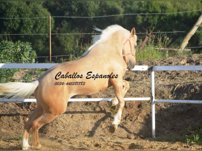 PRE Mix Hengst 3 Jahre 155 cm Palomino in Vejer de la Frontera
