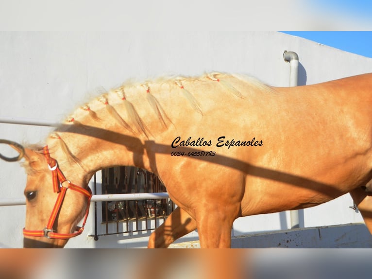 PRE Mix Hengst 3 Jahre 155 cm Palomino in Vejer de la Frontera