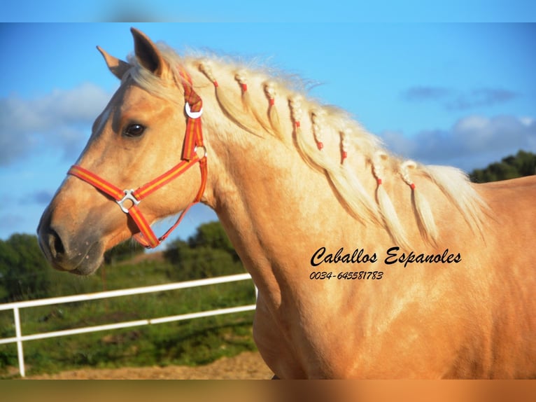PRE Mix Hengst 3 Jahre 155 cm Palomino in Vejer de la Frontera