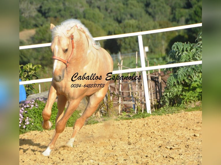 PRE Mix Hengst 3 Jahre 155 cm Palomino in Vejer de la Frontera