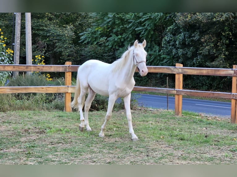 PRE Mix Hengst 3 Jahre 155 cm Perlino in Visz