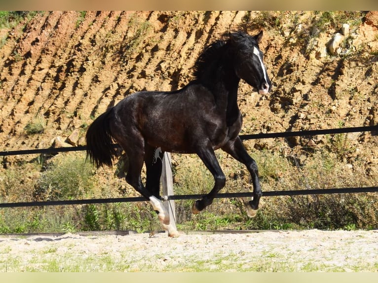 PRE Hengst 3 Jahre 155 cm Rappe in Provinz Malaga