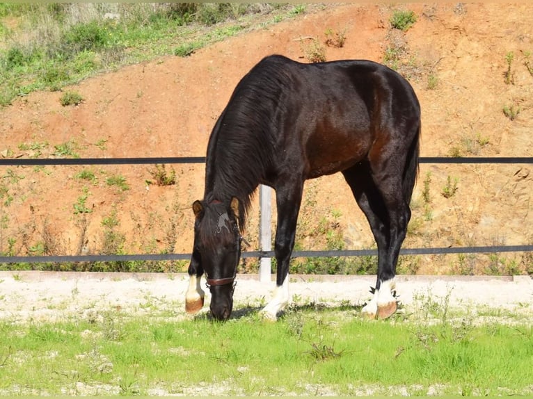 PRE Hengst 3 Jahre 155 cm Rappe in Provinz Malaga