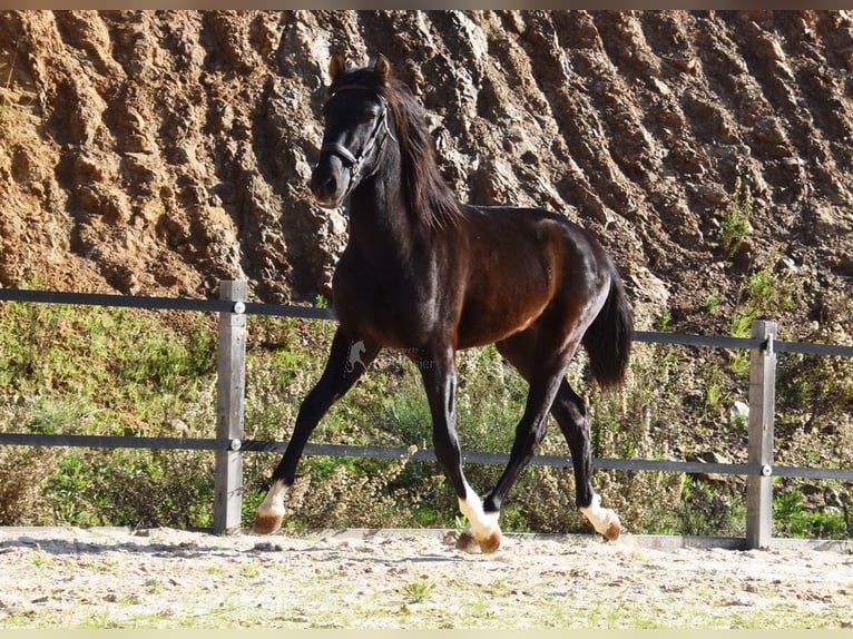 PRE Hengst 3 Jahre 155 cm Rappe in Provinz Malaga