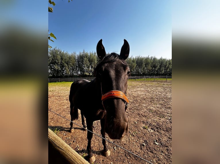 PRE Hengst 3 Jahre 155 cm Rappe in Boezinge