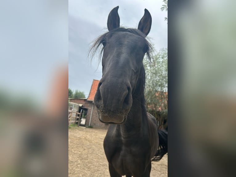 PRE Hengst 3 Jahre 155 cm Rappe in Boezinge