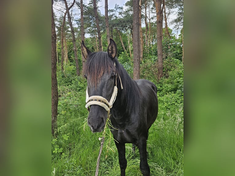 PRE Hengst 3 Jahre 155 cm Rappe in Boezinge