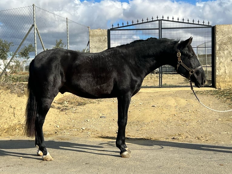 PRE Mix Hengst 3 Jahre 155 cm Rappe in Tabernas