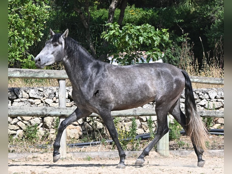 PRE Mix Hengst 3 Jahre 155 cm Schimmel in Menorca