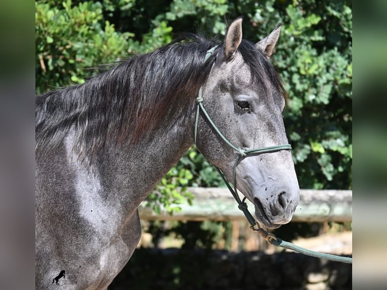 PRE Hengst 3 Jahre 155 cm Schimmel in Menorca