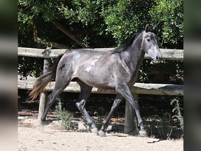 PRE Hengst 3 Jahre 155 cm Schimmel in Menorca