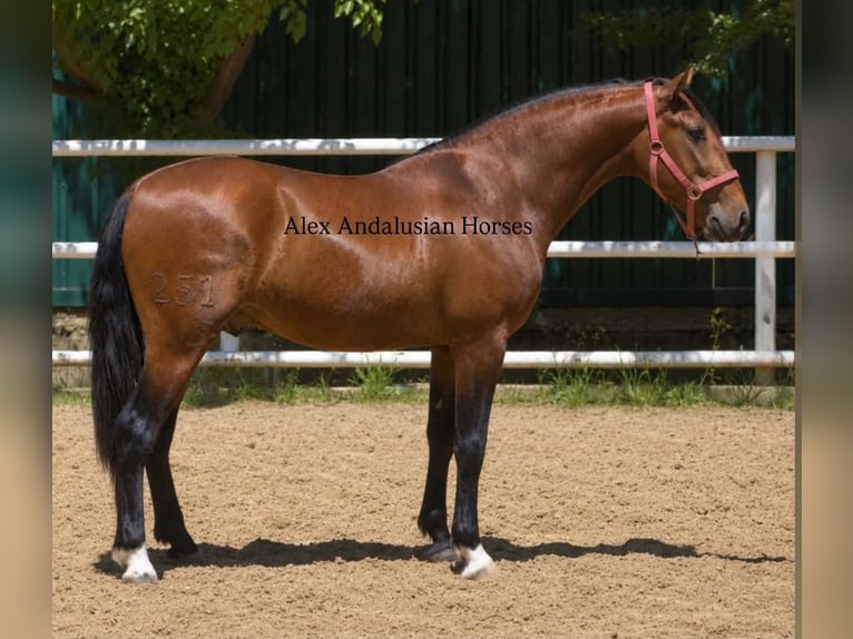 PRE Mix Hengst 3 Jahre 156 cm Brauner in Sevilla