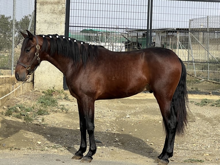 PRE Mix Hengst 3 Jahre 156 cm Dunkelbrauner in Tabernas