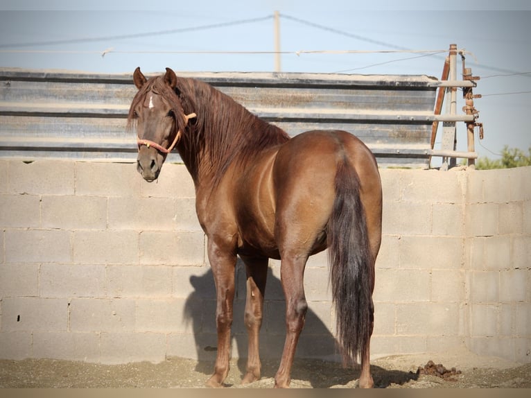 PRE Mix Hengst 3 Jahre 156 cm Dunkelfuchs in Valencia