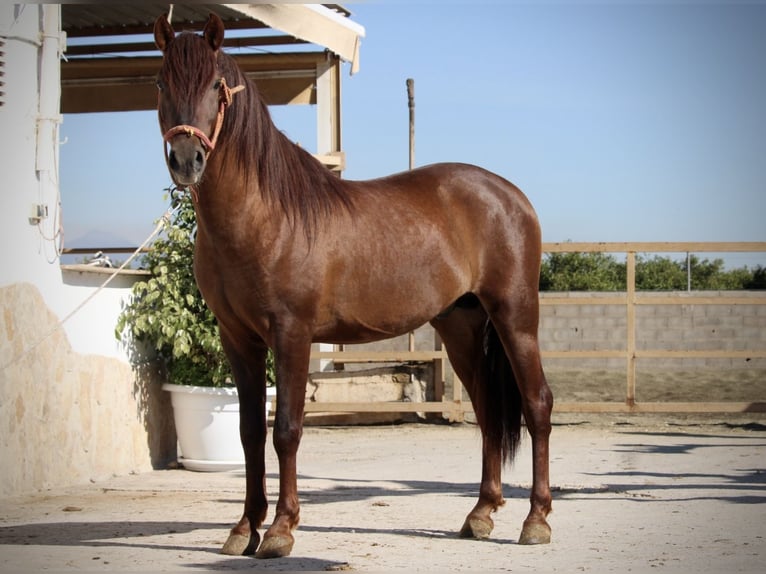 PRE Mix Hengst 3 Jahre 156 cm Dunkelfuchs in Valencia
