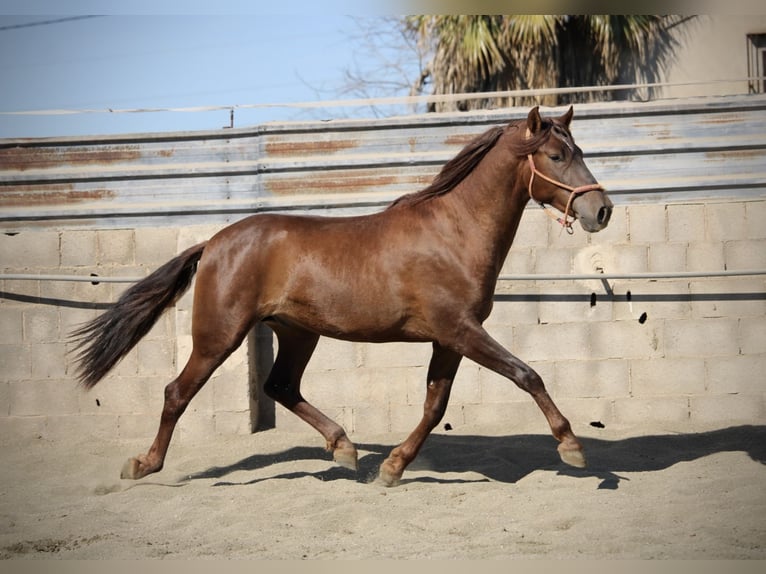 PRE Mix Hengst 3 Jahre 156 cm Dunkelfuchs in Valencia