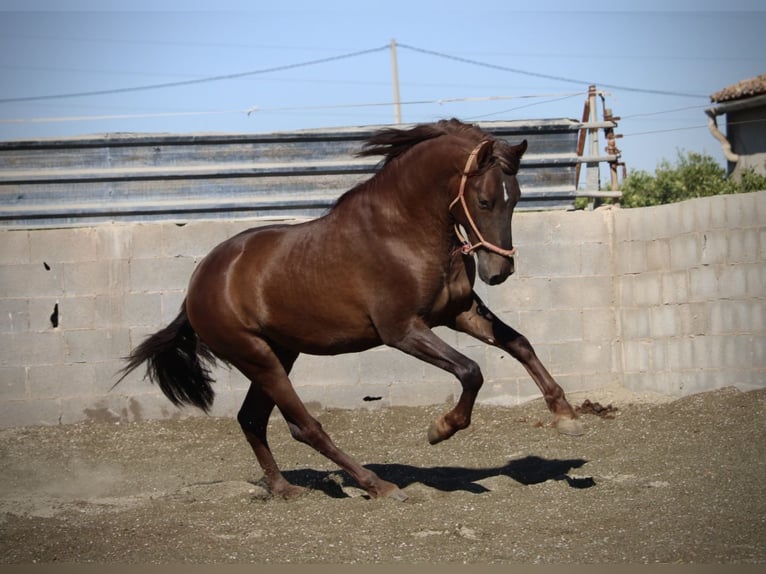 PRE Mix Hengst 3 Jahre 156 cm Dunkelfuchs in Valencia