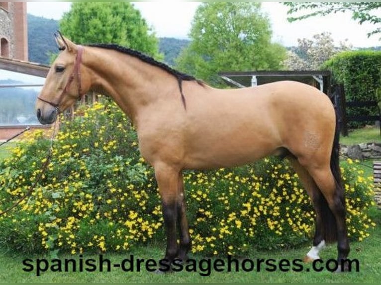 PRE Mix Hengst 3 Jahre 156 cm Falbe in Barcelona