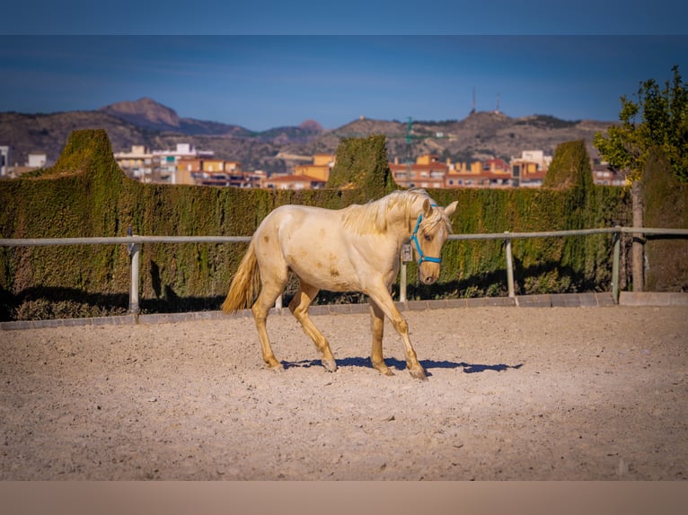 PRE Mix Hengst 3 Jahre 156 cm Palomino in Rafelguaraf