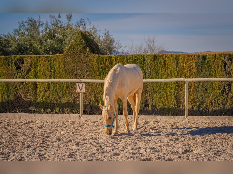 PRE Mix Hengst 3 Jahre 156 cm Palomino in Rafelguaraf