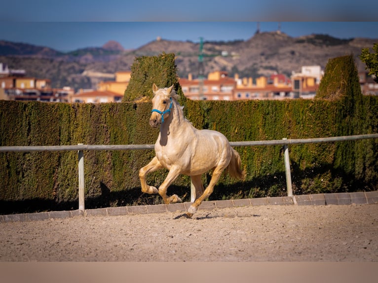 PRE Mix Hengst 3 Jahre 156 cm Palomino in Rafelguaraf