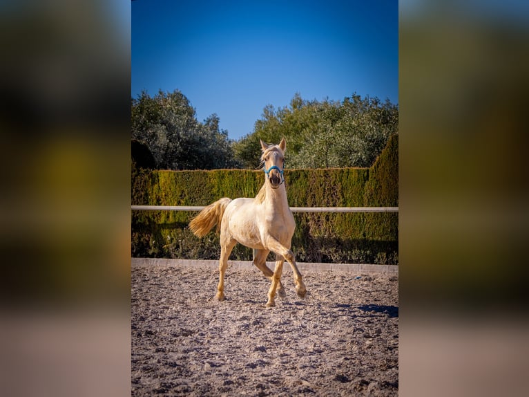 PRE Mix Hengst 3 Jahre 156 cm Palomino in Rafelguaraf