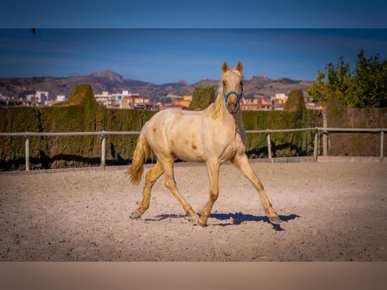 PRE Mix Hengst 3 Jahre 156 cm Palomino in Rafelguaraf