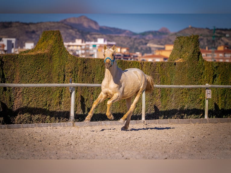 PRE Mix Hengst 3 Jahre 156 cm Palomino in Rafelguaraf