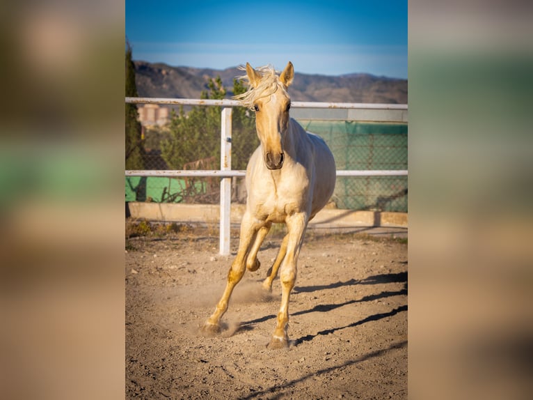 PRE Mix Hengst 3 Jahre 156 cm Palomino in Rafelguaraf