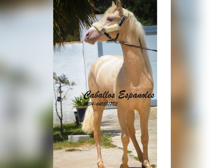 PRE Mix Hengst 3 Jahre 156 cm Palomino in Vejer de la Frontera