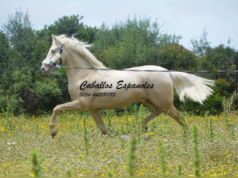 PRE Mix Hengst 3 Jahre 156 cm Palomino in Vejer de la Frontera