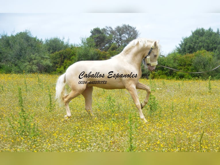 PRE Mix Hengst 3 Jahre 156 cm Palomino in Vejer de la Frontera