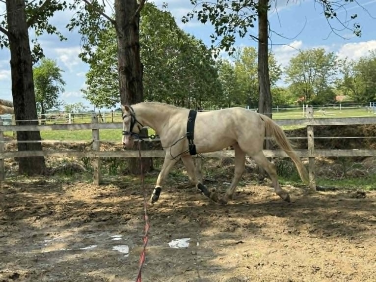 PRE Mix Hengst 3 Jahre 156 cm Perlino in Visz