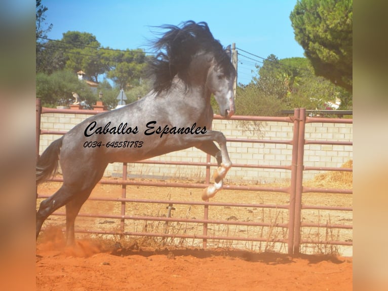 PRE Mix Hengst 3 Jahre 156 cm Rappschimmel in Vejer de la Frontera