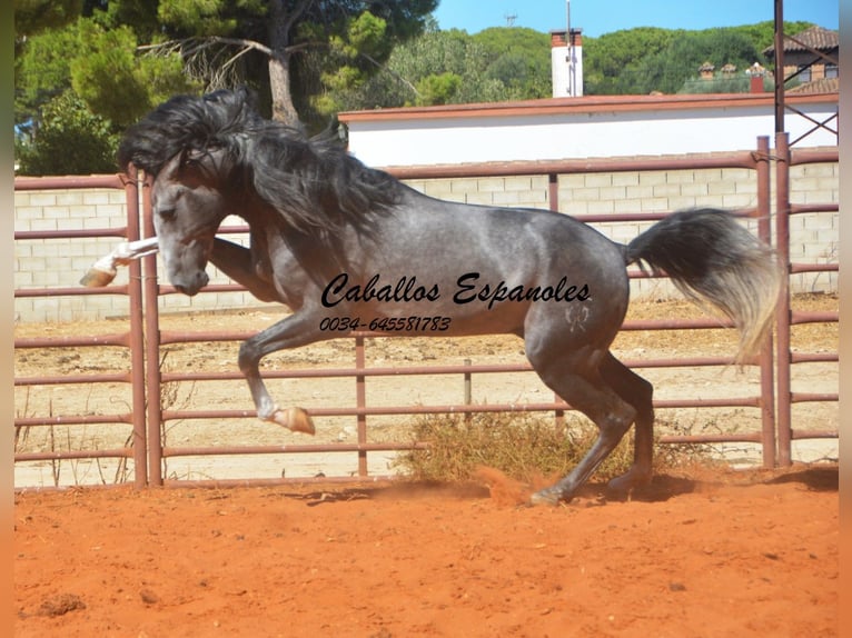 PRE Mix Hengst 3 Jahre 156 cm Rappschimmel in Vejer de la Frontera