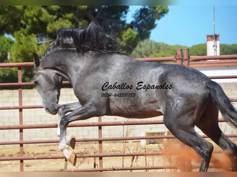 PRE Mix Hengst 3 Jahre 156 cm Rappschimmel in Vejer de la Frontera